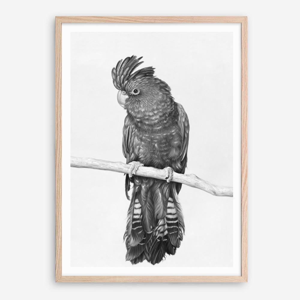 Shop Black Cockatoo Art Print a painted bird themed wall art print from The Print Emporium wall artwork collection - Buy Australian made fine art painting style poster and framed prints for the home and your interior decor room, TPE-004-AP