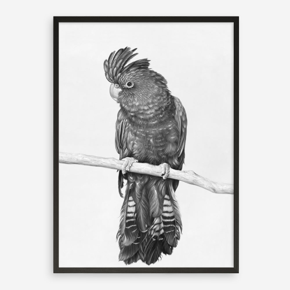 Shop Black Cockatoo Art Print a painted bird themed wall art print from The Print Emporium wall artwork collection - Buy Australian made fine art painting style poster and framed prints for the home and your interior decor room, TPE-004-AP