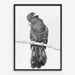 Shop Black Cockatoo Art Print a painted bird themed wall art print from The Print Emporium wall artwork collection - Buy Australian made fine art painting style poster and framed prints for the home and your interior decor room, TPE-004-AP