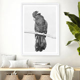 Shop Black Cockatoo Art Print a painted bird themed wall art print from The Print Emporium wall artwork collection - Buy Australian made fine art painting style poster and framed prints for the home and your interior decor room, TPE-004-AP