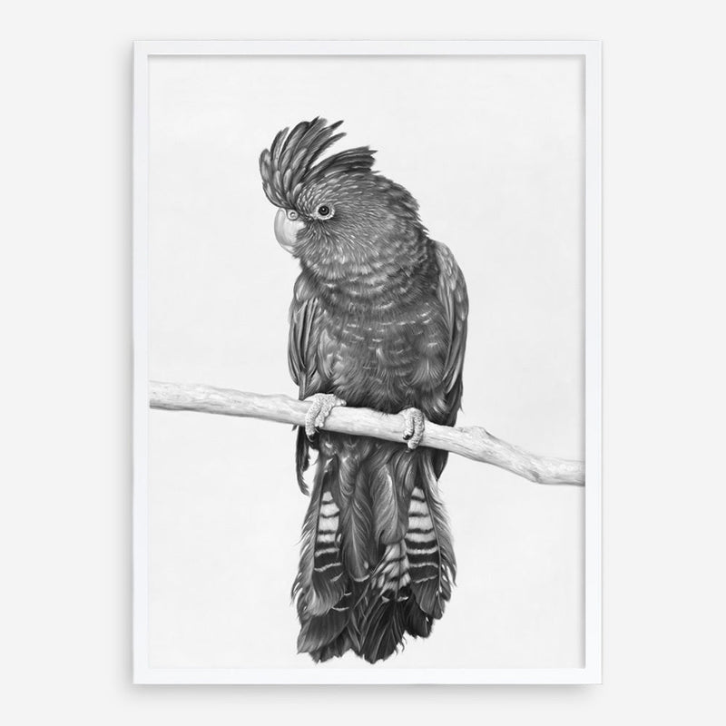 Shop Black Cockatoo Art Print a painted bird themed wall art print from The Print Emporium wall artwork collection - Buy Australian made fine art painting style poster and framed prints for the home and your interior decor room, TPE-004-AP