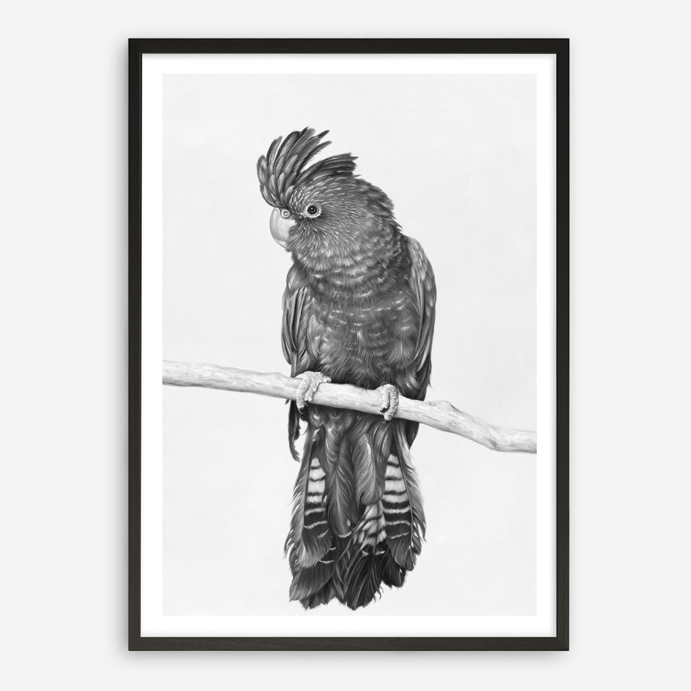 Shop Black Cockatoo Art Print a painted bird themed wall art print from The Print Emporium wall artwork collection - Buy Australian made fine art painting style poster and framed prints for the home and your interior decor room, TPE-004-AP