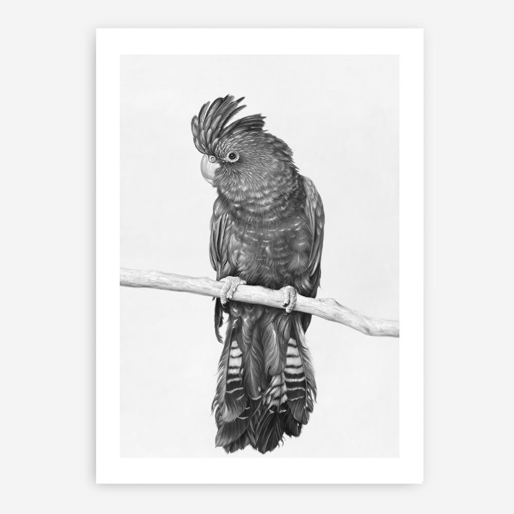 Shop Black Cockatoo Art Print a painted bird themed wall art print from The Print Emporium wall artwork collection - Buy Australian made fine art painting style poster and framed prints for the home and your interior decor room, TPE-004-AP