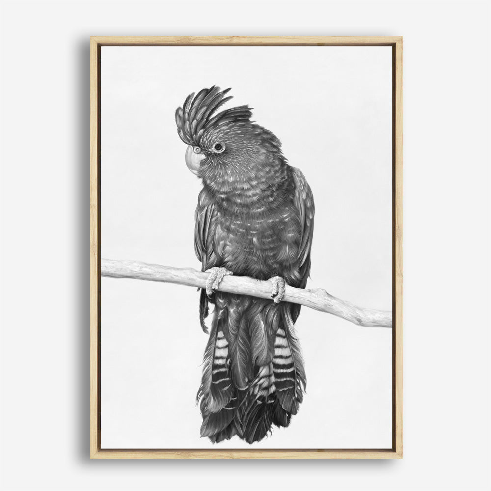 Shop Black Cockatoo Canvas Print a painted bird themed framed canvas wall art print from The Print Emporium artwork collection - Buy Australian made fine art painting style stretched canvas prints for the home and your interior decor space, TPE-004-CA-35X46-NF