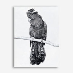 Shop Black Cockatoo Canvas Print a painted bird themed framed canvas wall art print from The Print Emporium artwork collection - Buy Australian made fine art painting style stretched canvas prints for the home and your interior decor space, TPE-004-CA-35X46-NF