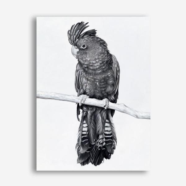 Shop Black Cockatoo Canvas Print a painted bird themed framed canvas wall art print from The Print Emporium artwork collection - Buy Australian made fine art painting style stretched canvas prints for the home and your interior decor space, TPE-004-CA-35X46-NF