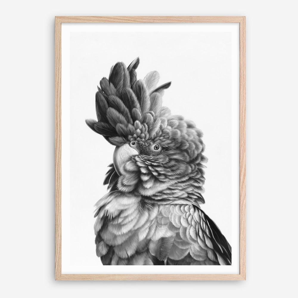 Shop Black Cockatoo Close-Up Art Print a painted bird themed wall art print from The Print Emporium wall artwork collection - Buy Australian made fine art painting style poster and framed prints for the home and your interior decor room, TPE-003-AP