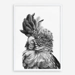 Shop Black Cockatoo Close-Up Art Print a painted bird themed wall art print from The Print Emporium wall artwork collection - Buy Australian made fine art painting style poster and framed prints for the home and your interior decor room, TPE-003-AP