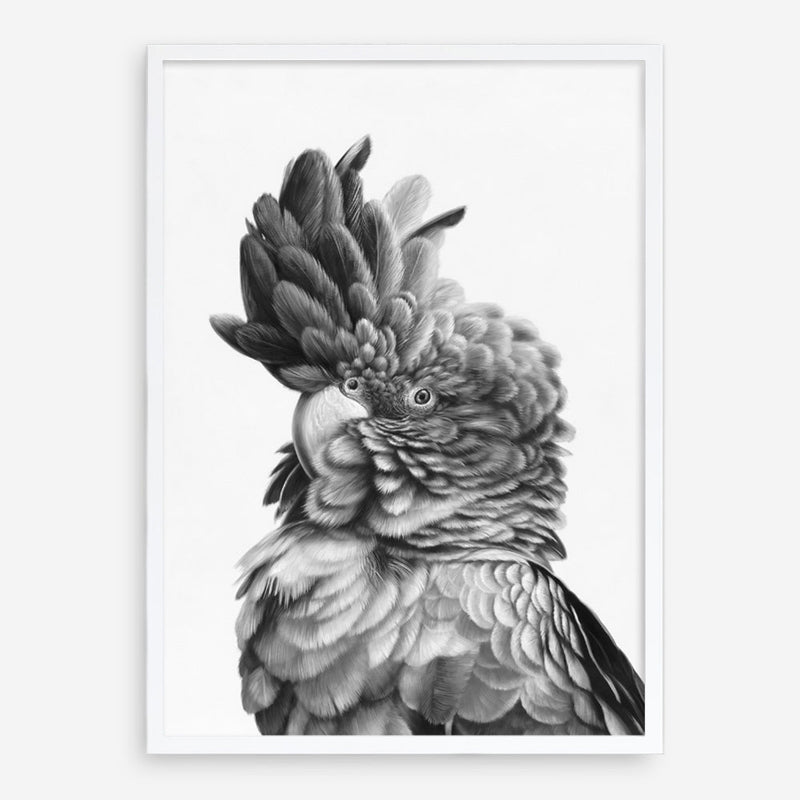 Shop Black Cockatoo Close-Up Art Print a painted bird themed wall art print from The Print Emporium wall artwork collection - Buy Australian made fine art painting style poster and framed prints for the home and your interior decor room, TPE-003-AP