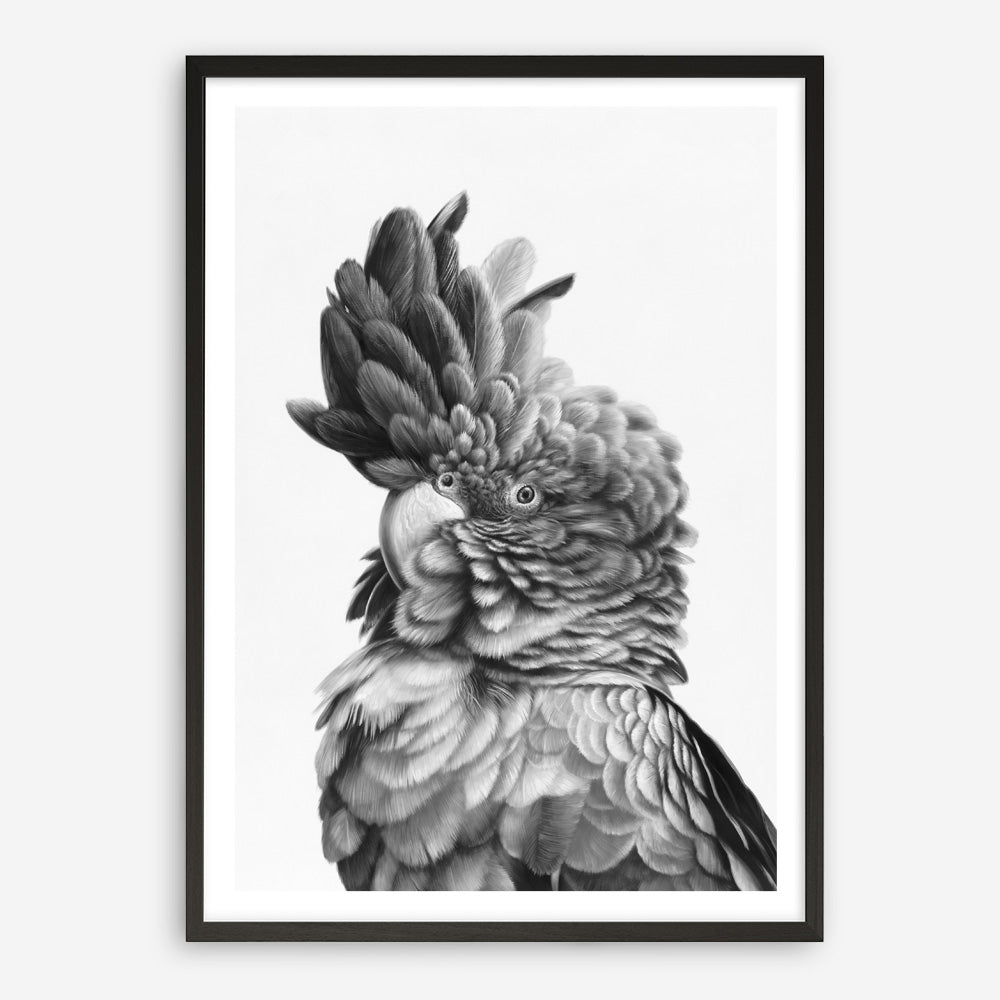 Shop Black Cockatoo Close-Up Art Print a painted bird themed wall art print from The Print Emporium wall artwork collection - Buy Australian made fine art painting style poster and framed prints for the home and your interior decor room, TPE-003-AP