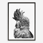 Shop Black Cockatoo Close-Up Art Print a painted bird themed wall art print from The Print Emporium wall artwork collection - Buy Australian made fine art painting style poster and framed prints for the home and your interior decor room, TPE-003-AP