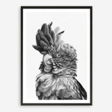 Shop Black Cockatoo Close-Up Art Print a painted bird themed wall art print from The Print Emporium wall artwork collection - Buy Australian made fine art painting style poster and framed prints for the home and your interior decor room, TPE-003-AP