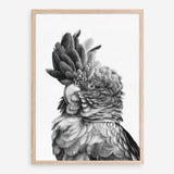 Shop Black Cockatoo Close-Up Art Print a painted bird themed wall art print from The Print Emporium wall artwork collection - Buy Australian made fine art painting style poster and framed prints for the home and your interior decor room, TPE-003-AP