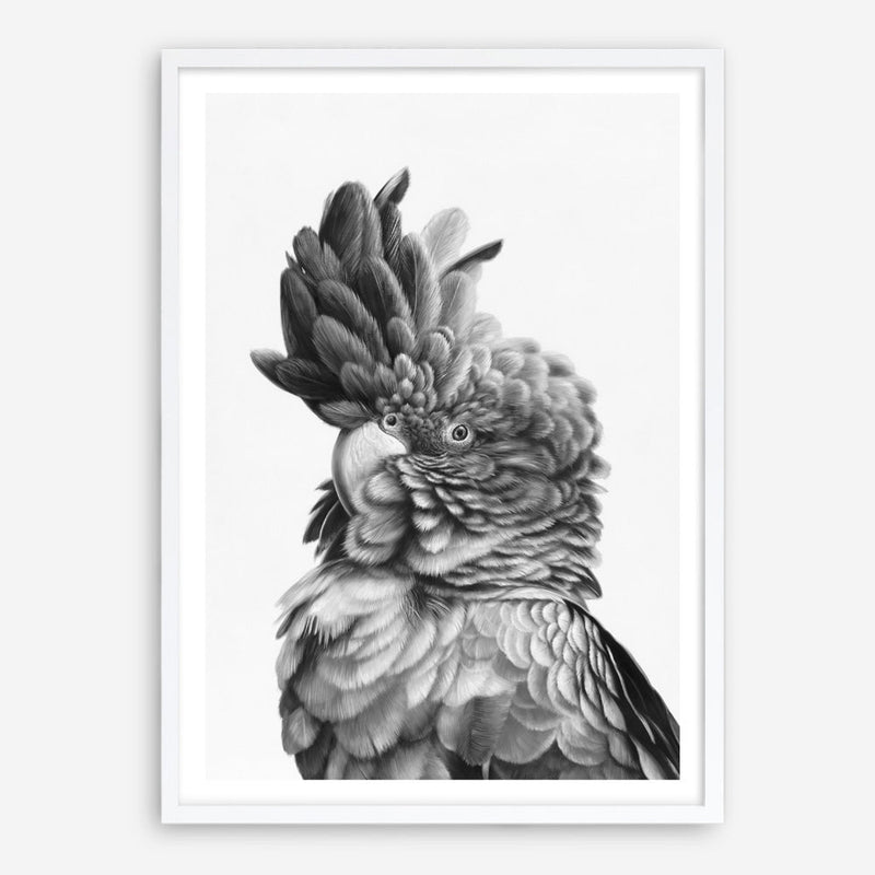 Shop Black Cockatoo Close-Up Art Print a painted bird themed wall art print from The Print Emporium wall artwork collection - Buy Australian made fine art painting style poster and framed prints for the home and your interior decor room, TPE-003-AP