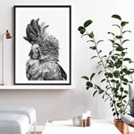 Shop Black Cockatoo Close-Up Art Print a painted bird themed wall art print from The Print Emporium wall artwork collection - Buy Australian made fine art painting style poster and framed prints for the home and your interior decor room, TPE-003-AP