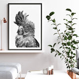 Shop Black Cockatoo Close-Up Art Print a painted bird themed wall art print from The Print Emporium wall artwork collection - Buy Australian made fine art painting style poster and framed prints for the home and your interior decor room, TPE-003-AP