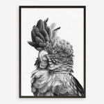 Shop Black Cockatoo Close-Up Art Print a painted bird themed wall art print from The Print Emporium wall artwork collection - Buy Australian made fine art painting style poster and framed prints for the home and your interior decor room, TPE-003-AP