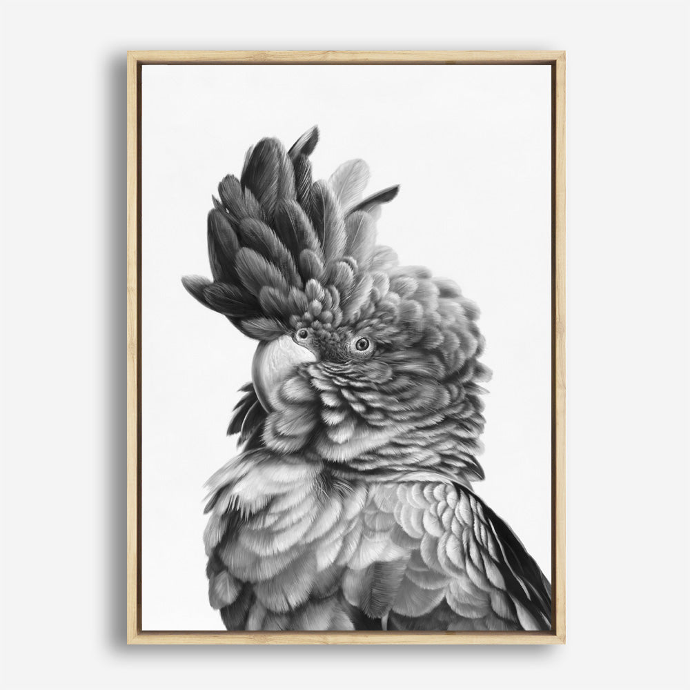 Shop Black Cockatoo Close-Up Canvas Print a painted bird themed framed canvas wall art print from The Print Emporium artwork collection - Buy Australian made fine art painting style stretched canvas prints for the home and your interior decor space, TPE-003-CA-35X46-NF