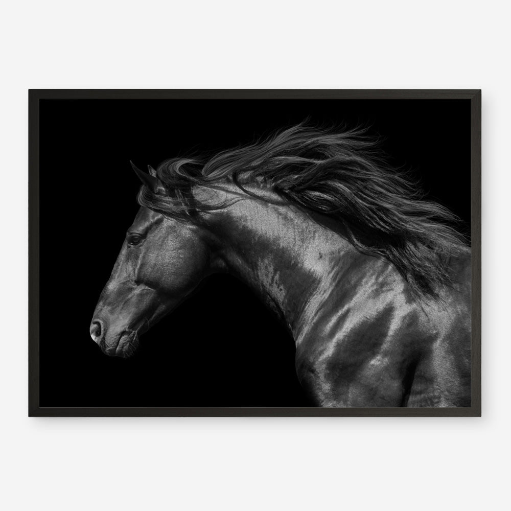 Shop Black Horse Photo Art Print a photography wall art print from The Print Emporium wall artwork collection - Buy Australian made fine art poster and framed prints for the home and your interior decor room, TPE-089-AP