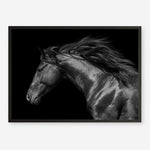 Shop Black Horse Photo Art Print a photography wall art print from The Print Emporium wall artwork collection - Buy Australian made fine art poster and framed prints for the home and your interior decor room, TPE-089-AP
