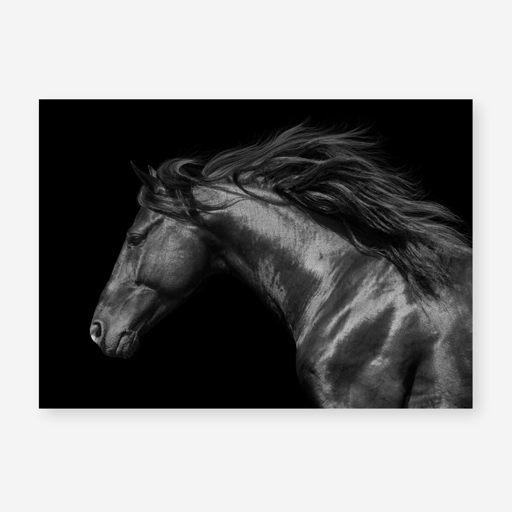 Shop Black Horse Photo Art Print a photography wall art print from The Print Emporium wall artwork collection - Buy Australian made fine art poster and framed prints for the home and your interior decor room, TPE-089-AP