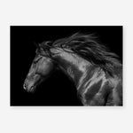 Shop Black Horse Photo Art Print a photography wall art print from The Print Emporium wall artwork collection - Buy Australian made fine art poster and framed prints for the home and your interior decor room, TPE-089-AP