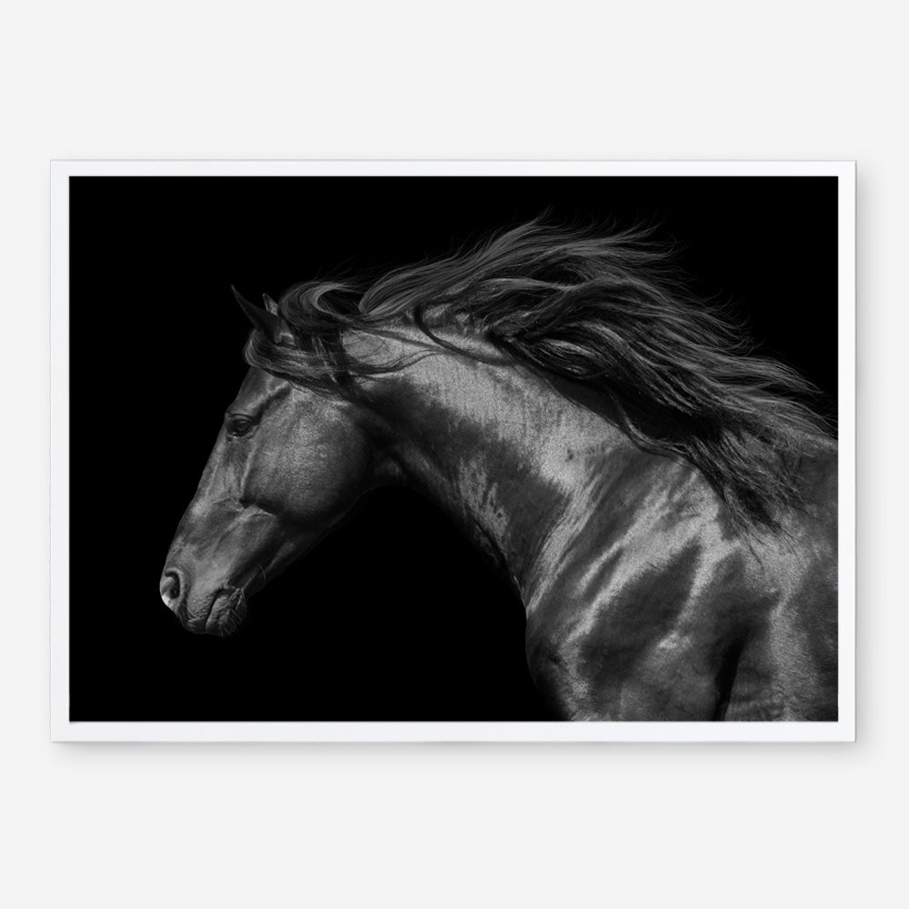 Shop Black Horse Photo Art Print a photography wall art print from The Print Emporium wall artwork collection - Buy Australian made fine art poster and framed prints for the home and your interior decor room, TPE-089-AP