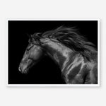 Shop Black Horse Photo Art Print a photography wall art print from The Print Emporium wall artwork collection - Buy Australian made fine art poster and framed prints for the home and your interior decor room, TPE-089-AP