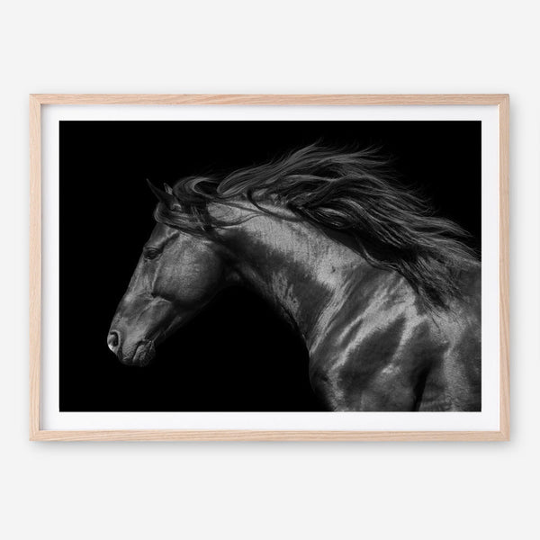 Shop Black Horse Photo Art Print a photography wall art print from The Print Emporium wall artwork collection - Buy Australian made fine art poster and framed prints for the home and your interior decor room, TPE-089-AP