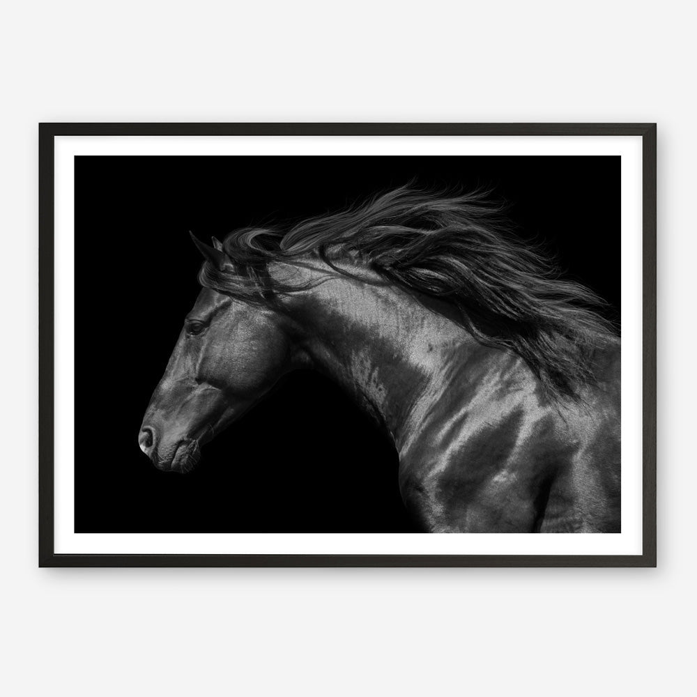Shop Black Horse Photo Art Print a photography wall art print from The Print Emporium wall artwork collection - Buy Australian made fine art poster and framed prints for the home and your interior decor room, TPE-089-AP