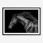 Shop Black Horse Photo Art Print a photography wall art print from The Print Emporium wall artwork collection - Buy Australian made fine art poster and framed prints for the home and your interior decor room, TPE-089-AP