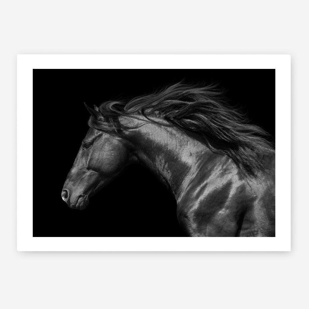 Shop Black Horse Photo Art Print a photography wall art print from The Print Emporium wall artwork collection - Buy Australian made fine art poster and framed prints for the home and your interior decor room, TPE-089-AP