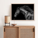 Shop Black Horse Photo Art Print a photography wall art print from The Print Emporium wall artwork collection - Buy Australian made fine art poster and framed prints for the home and your interior decor room, TPE-089-AP