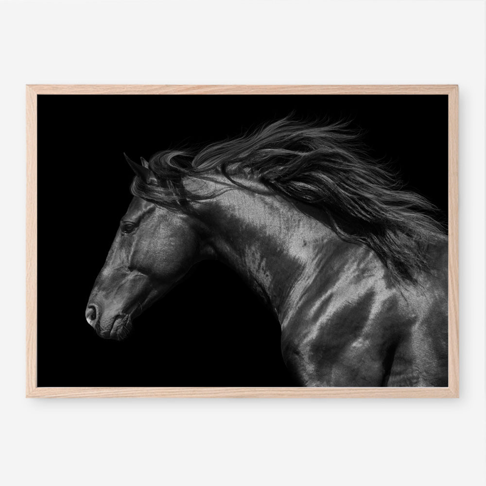 Shop Black Horse Photo Art Print a photography wall art print from The Print Emporium wall artwork collection - Buy Australian made fine art poster and framed prints for the home and your interior decor room, TPE-089-AP