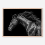 Shop Black Horse Photo Art Print a photography wall art print from The Print Emporium wall artwork collection - Buy Australian made fine art poster and framed prints for the home and your interior decor room, TPE-089-AP