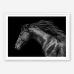 Shop Black Horse Photo Art Print a photography wall art print from The Print Emporium wall artwork collection - Buy Australian made fine art poster and framed prints for the home and your interior decor room, TPE-089-AP