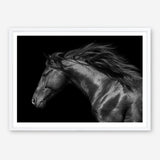 Shop Black Horse Photo Art Print a photography wall art print from The Print Emporium wall artwork collection - Buy Australian made fine art poster and framed prints for the home and your interior decor room, TPE-089-AP