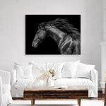 Shop Black Horse Photo Canvas Print a photography framed stretched canvas print from The Print Emporium wall artwork collection - Buy Australian made prints for the home and your interior decor space, TPE-089-CA-35X46-NF