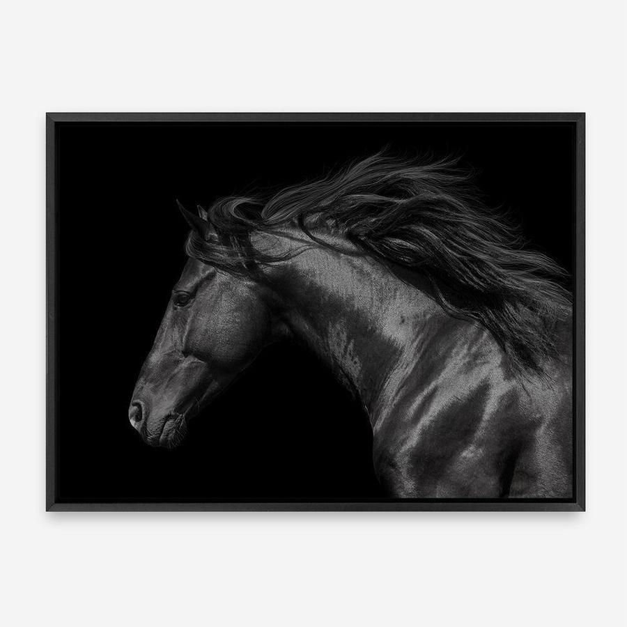 Shop Black Horse Photo Canvas Print a photography framed stretched canvas print from The Print Emporium wall artwork collection - Buy Australian made prints for the home and your interior decor space, TPE-089-CA-35X46-NF