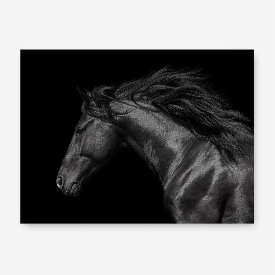 Shop Black Horse Photo Canvas Print a photography framed stretched canvas print from The Print Emporium wall artwork collection - Buy Australian made prints for the home and your interior decor space, TPE-089-CA-35X46-NF