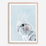 Shop Blue Cockatiel Art Print a painted bird themed wall art print from The Print Emporium wall artwork collection - Buy Australian made fine art painting style poster and framed prints for the home and your interior decor room, TPE-013-AP