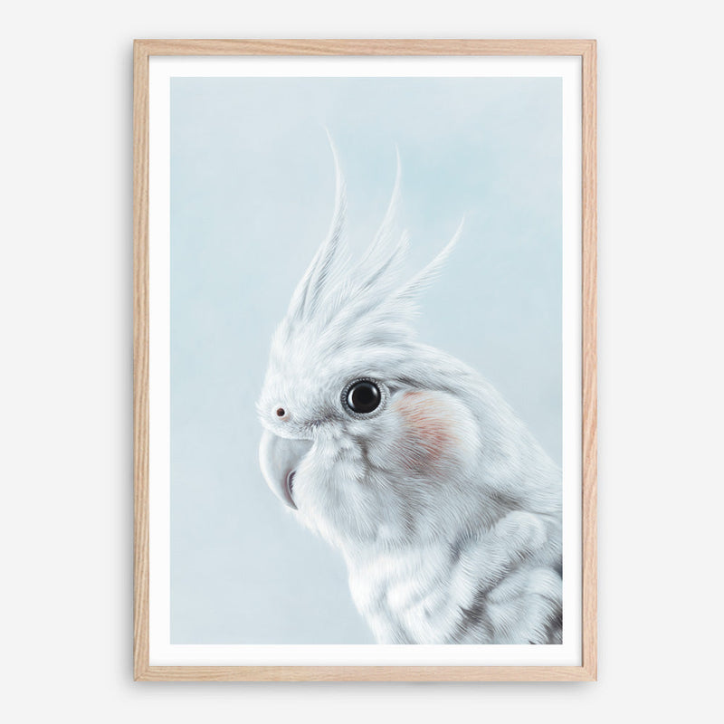 Shop Blue Cockatiel Art Print a painted bird themed wall art print from The Print Emporium wall artwork collection - Buy Australian made fine art painting style poster and framed prints for the home and your interior decor room, TPE-013-AP