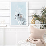 Shop Blue Cockatiel Art Print a painted bird themed wall art print from The Print Emporium wall artwork collection - Buy Australian made fine art painting style poster and framed prints for the home and your interior decor room, TPE-013-AP