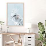 Shop Blue Cockatiel Art Print a painted bird themed wall art print from The Print Emporium wall artwork collection - Buy Australian made fine art painting style poster and framed prints for the home and your interior decor room, TPE-013-AP