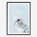 Shop Blue Cockatiel Art Print a painted bird themed wall art print from The Print Emporium wall artwork collection - Buy Australian made fine art painting style poster and framed prints for the home and your interior decor room, TPE-013-AP
