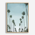 Shop California Palms Canvas Print a coastal themed painted framed canvas wall art print from The Print Emporium artwork collection - Buy Australian made fine art painting style stretched canvas prints for the home and your interior decor space, TPE-044-CA-35X46-NF