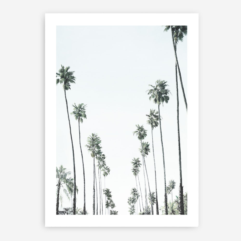 Shop California Palms II Art Print a coastal themed painted wall art print from The Print Emporium wall artwork collection - Buy Australian made fine art painting style poster and framed prints for the home and your interior decor room, TPE-482-AP