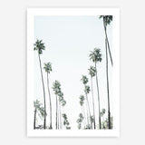 Shop California Palms II Art Print a coastal themed painted wall art print from The Print Emporium wall artwork collection - Buy Australian made fine art painting style poster and framed prints for the home and your interior decor room, TPE-482-AP