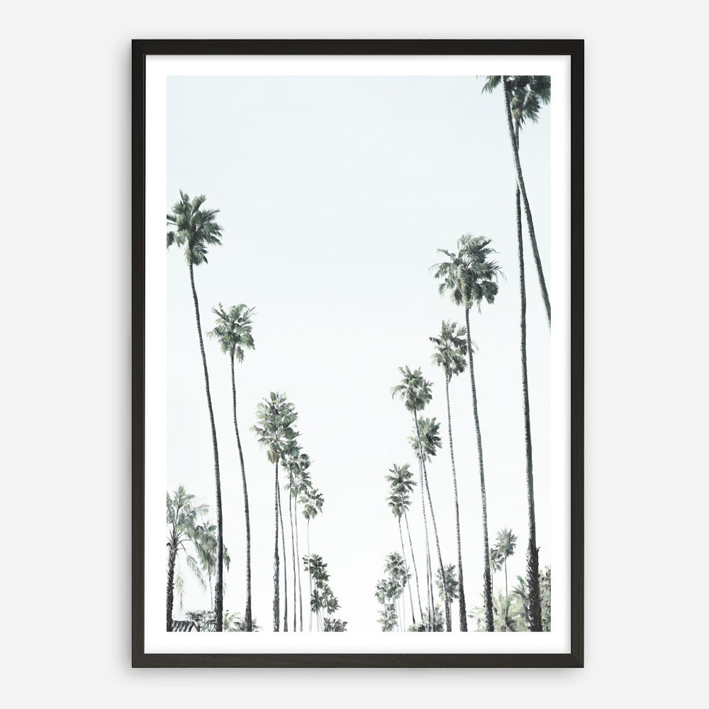 Shop California Palms II Art Print a coastal themed painted wall art print from The Print Emporium wall artwork collection - Buy Australian made fine art painting style poster and framed prints for the home and your interior decor room, TPE-482-AP