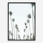 Shop California Palms II Art Print a coastal themed painted wall art print from The Print Emporium wall artwork collection - Buy Australian made fine art painting style poster and framed prints for the home and your interior decor room, TPE-482-AP